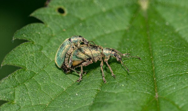 Green nettle weevils