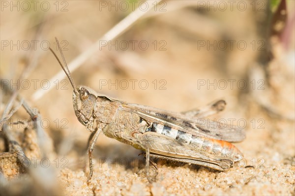 Common field grasshopper