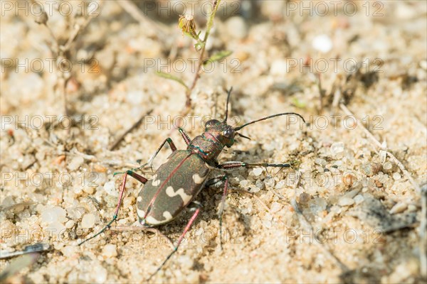 Northern dune tiger beetle