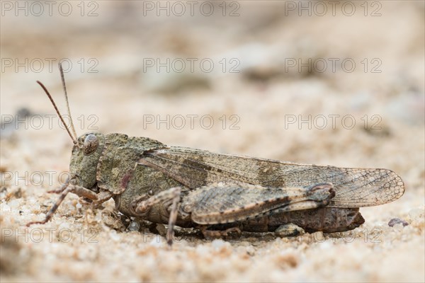 Blue-winged grasshopper