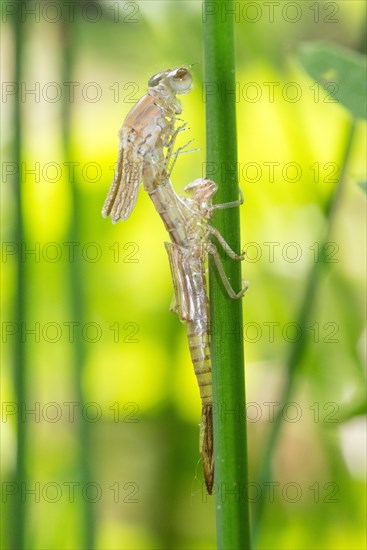 Large red damselfly