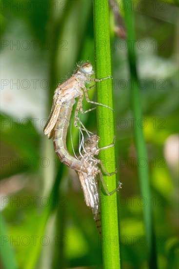 Large red damselfly