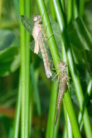 Large red damselfly