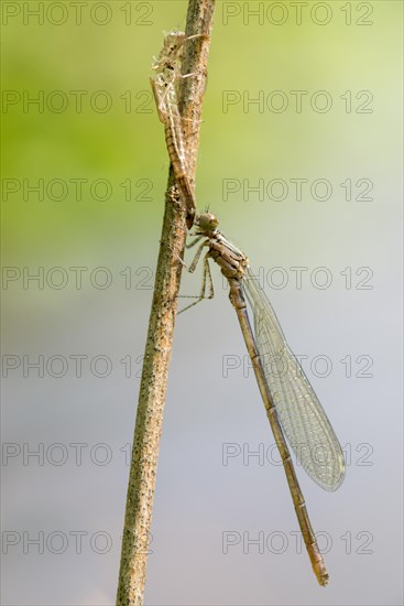 Azure damselfly