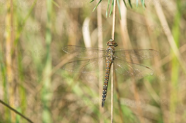 Migrant hawker