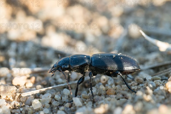 Broscus cephalotes