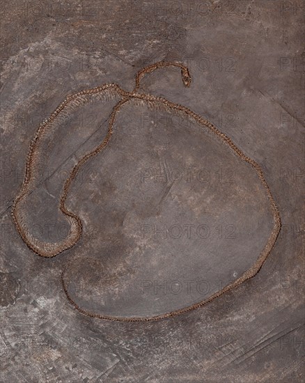 Fossil snake