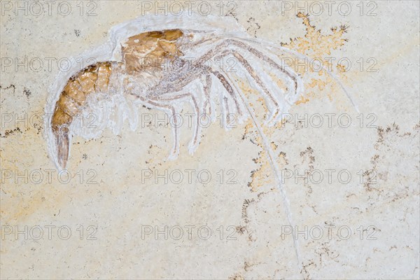 Fossil prawn