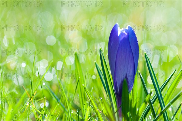 Blue Crocus