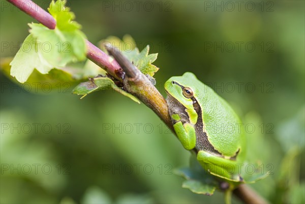 European tree frog