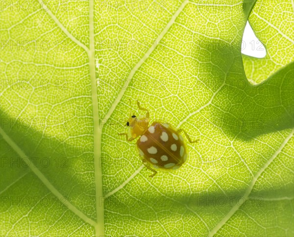 Orange Ladybird