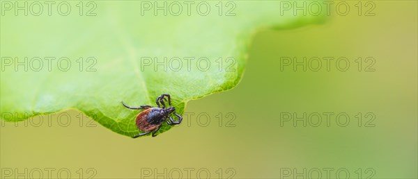 Female tick