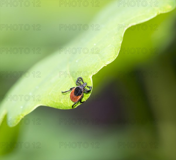 Female tick