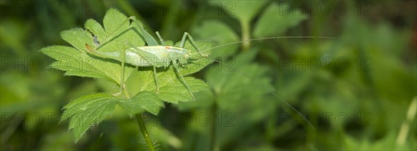 Southern oak bush cricket