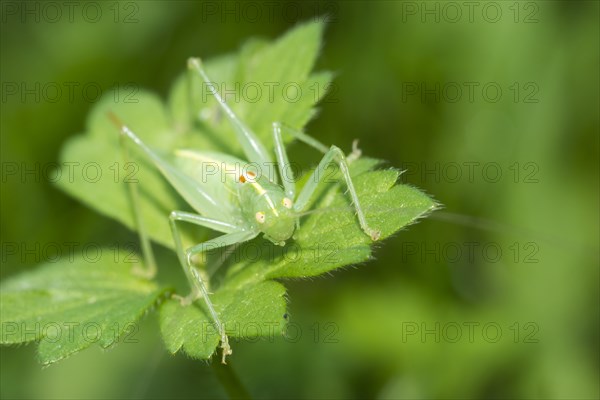 Southern oak bush cricket