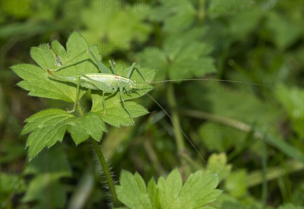 Southern oak bush cricket