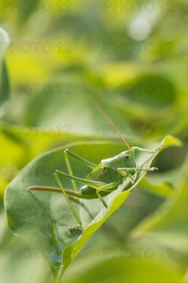 Great Green Bush-Cricket