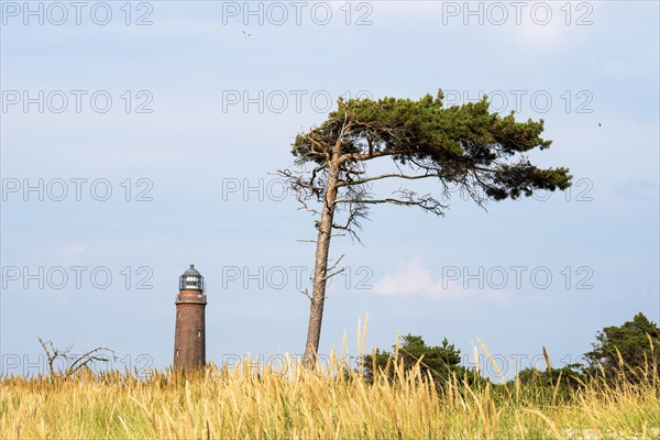 Darsser Ort lighthouse behind a wind-blown pine tree