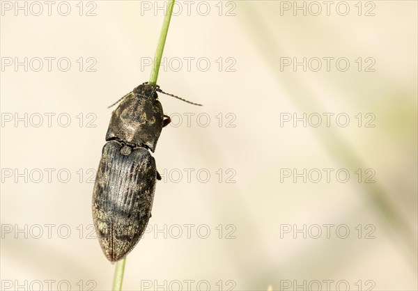 Chequered Click Beetle