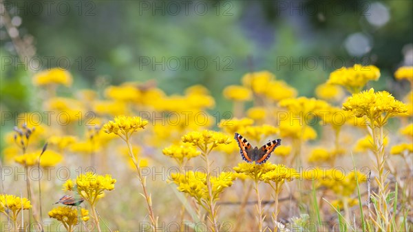 Small tortoiseshell