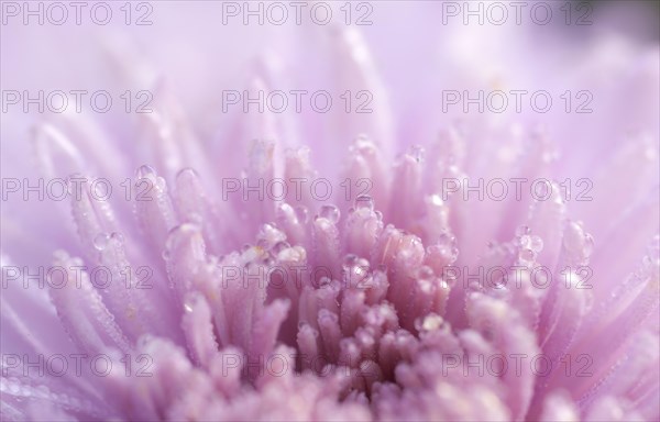 Dewdrops on pink chrysanthemum