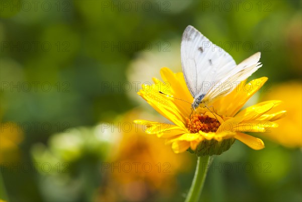 Green-veined white