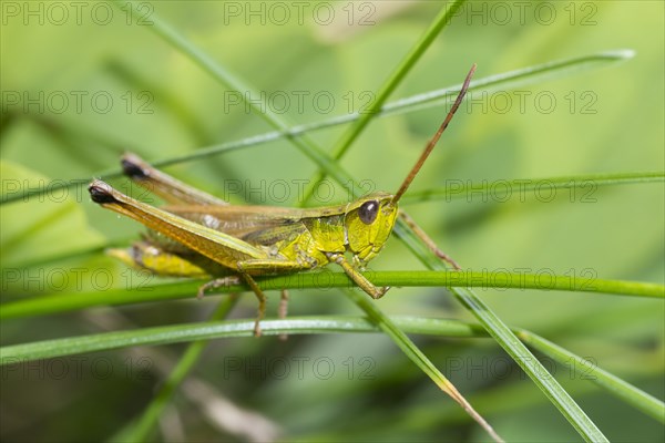 Chrysochraon dispar