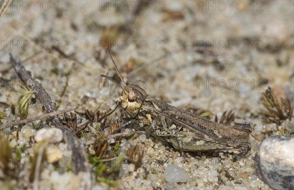 Myrmeleotettix maculatus