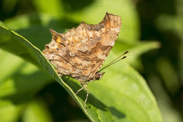 Comma