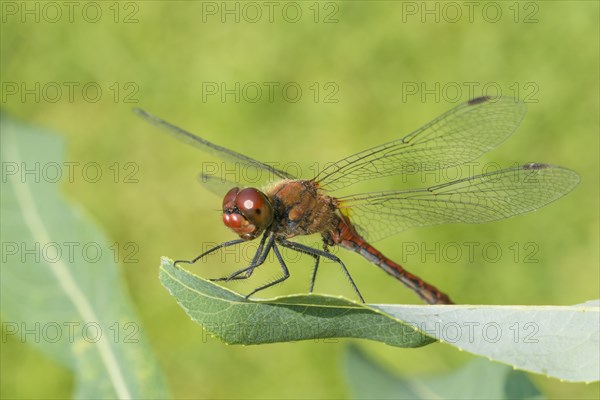 Ruddy darter