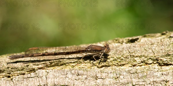 Common winter damsel