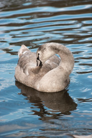 Mute Swan