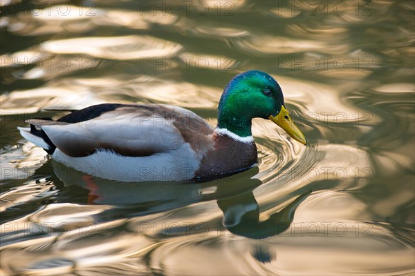 Mallard