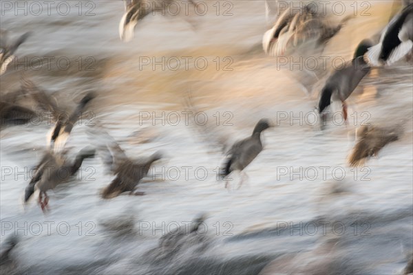 Flock of Mallards ducks