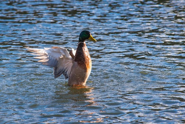 Mallard