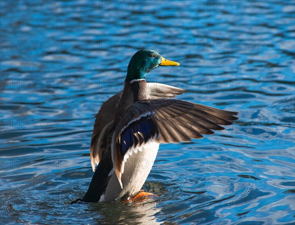 Mallard