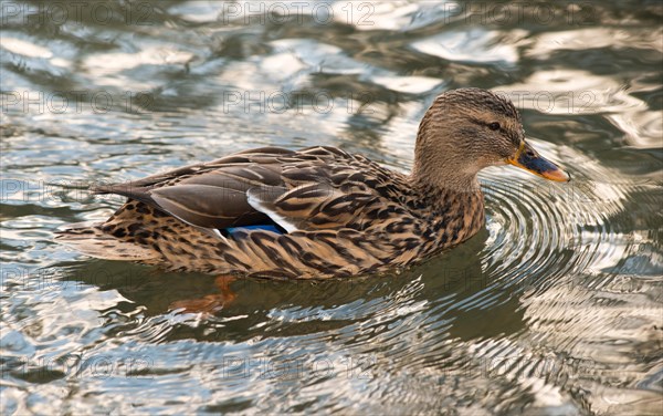 Mallard