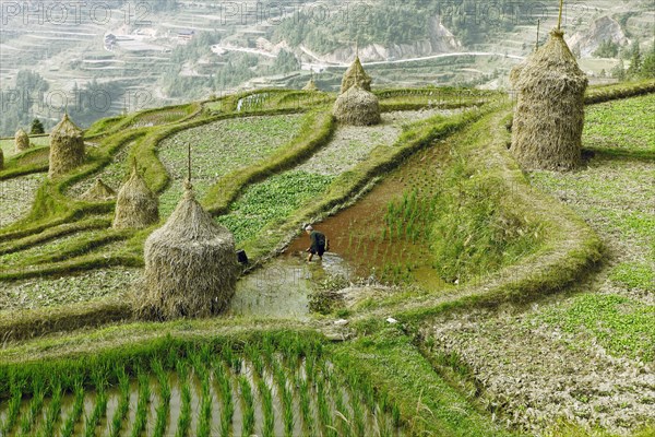 Terraced fields in Dong village