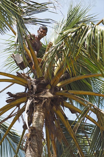 Toddy Tapper on coconut tree collecting palm juice