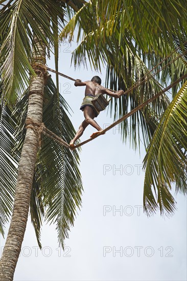 Toddy Tapper balancing on rope between coconut trees and collecting palm juice