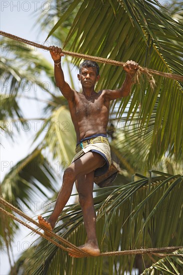 Toddy Tapper balancing on rope between coconut trees and collecting palm juice