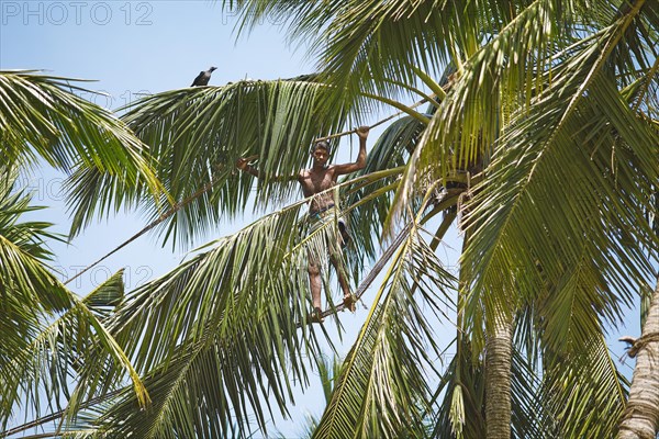 Toddy Tapper balancing on rope between coconut trees and collecting palm juice