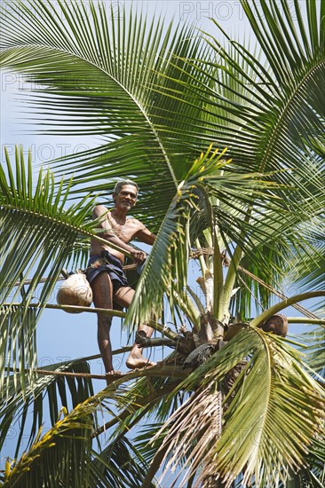 Toddy Tapper on coconut tree collecting palm juice