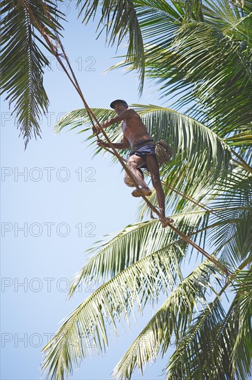 Toddy Tapper balancing on rope between coconut trees and collecting palm juice