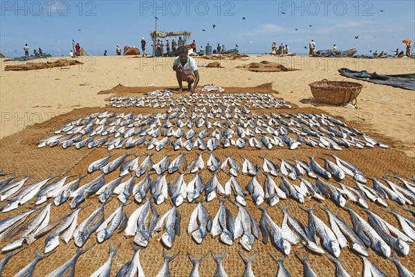 Man laying out fresh fish to dry on the beach