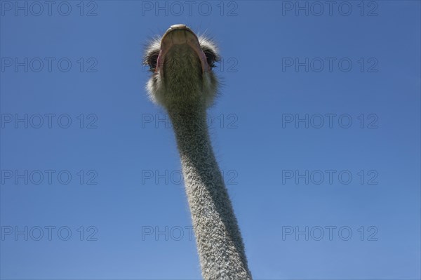 Common ostrich