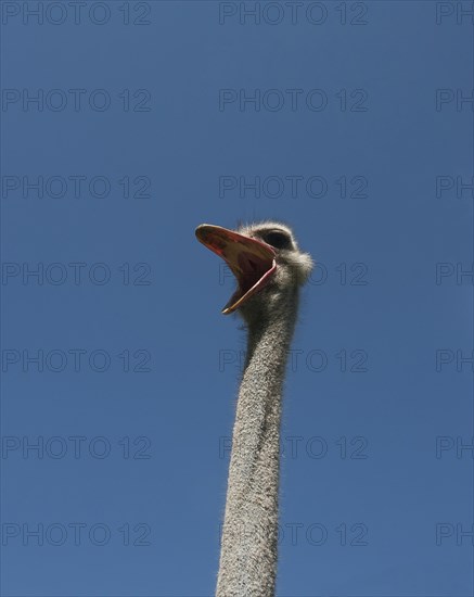 Common ostrich