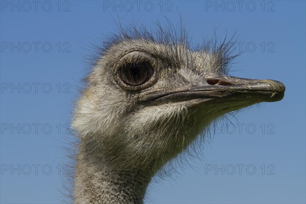 Common ostrich