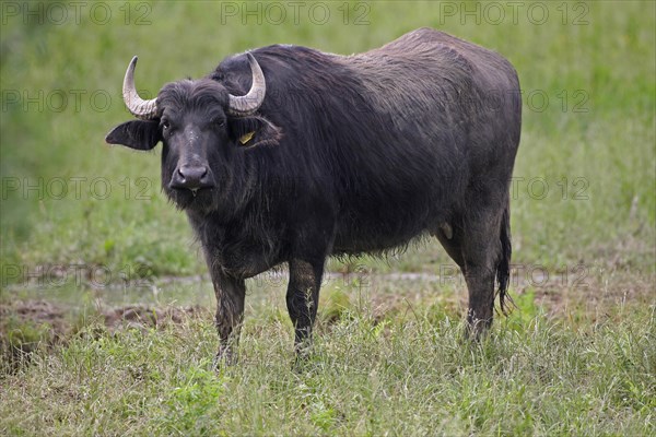 Water buffalo