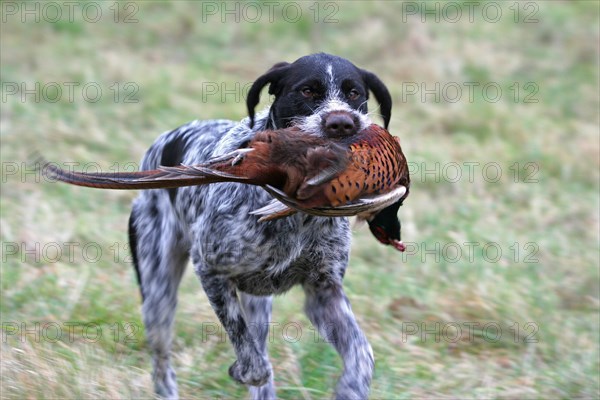 German Wirehaired Pointer